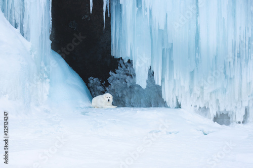 Beautiful maremmano abruzzese dog o lying in front of icefall. Maremma dog is lying in the cave. Big fluffy white dog