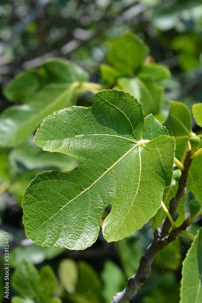 Common fig Common fig