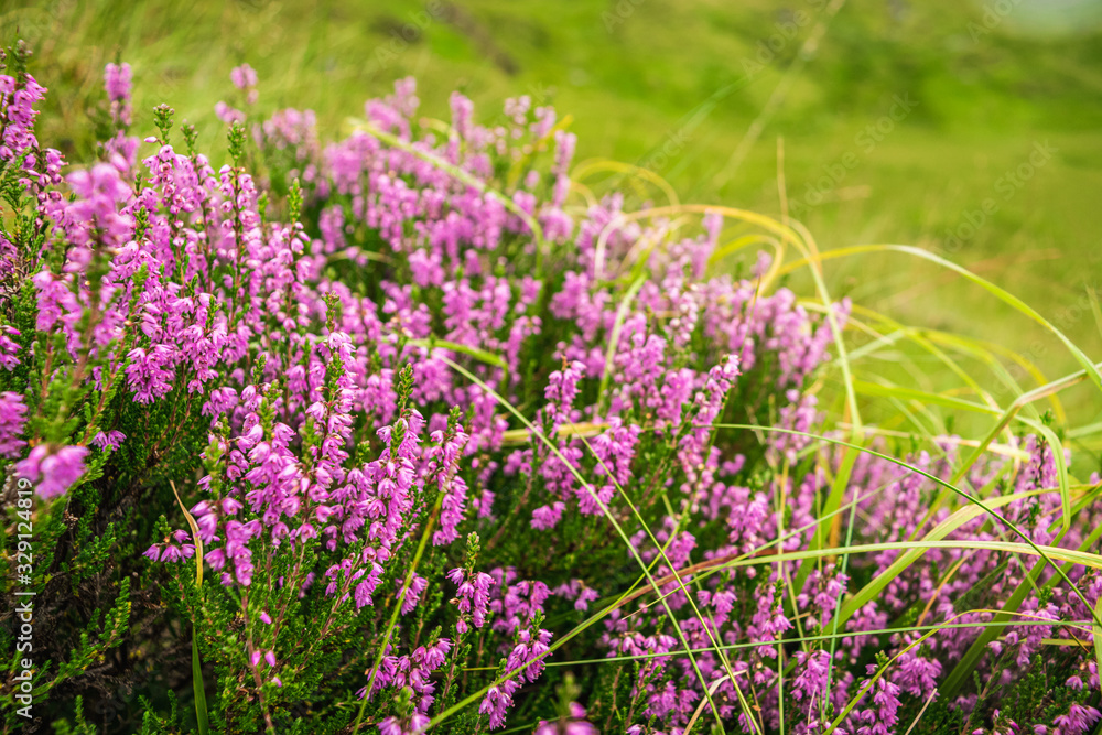 Obraz premium Purple Scottish heather in full bloom, blurred floral background.