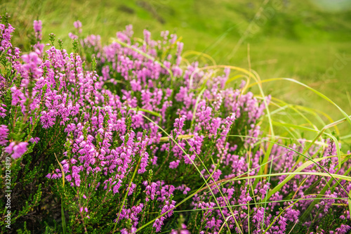 Purple Scottish heather in full bloom, blurred floral background.