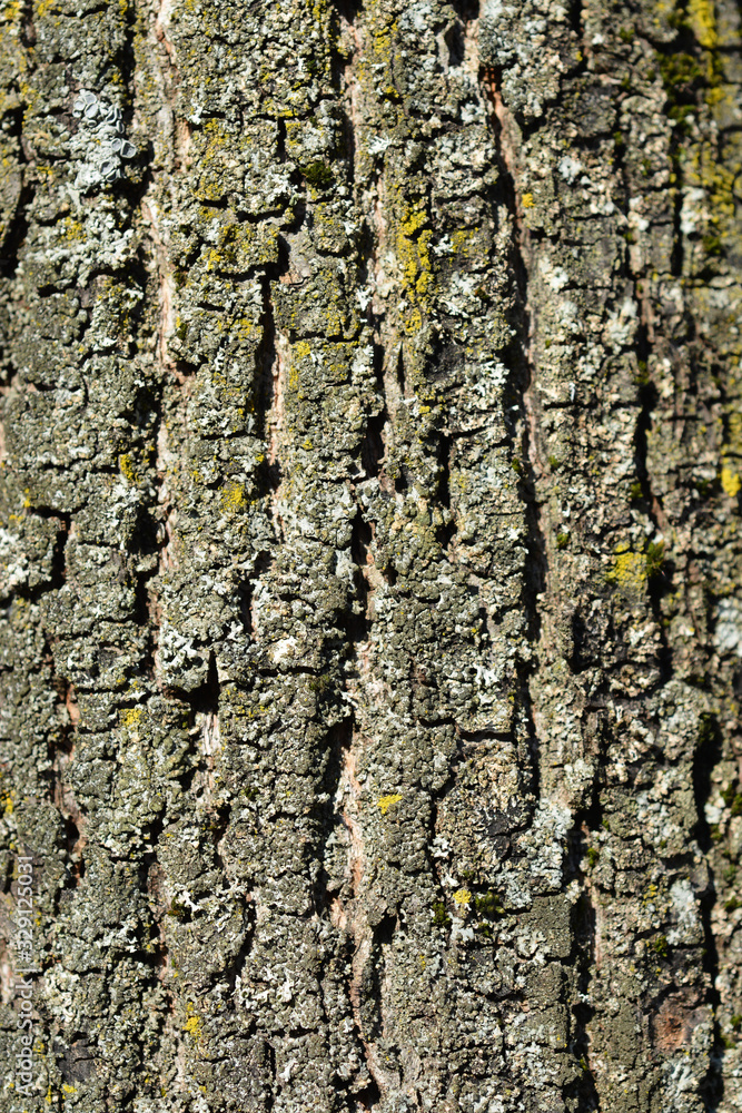 Fototapeta premium Small-leaved lime