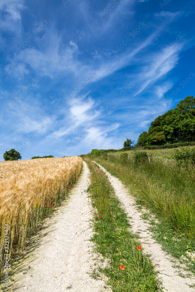 Looking along a chalk pathway between fields, in the South Downs during summer Looking along a chalk pathway between fields, in the South Downs during summer