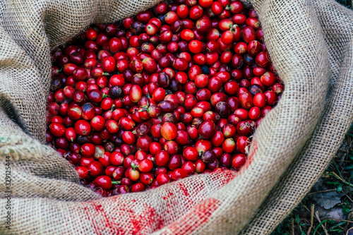Fotografie Farmers picked fresh red coffee berries from sacks of hemp.