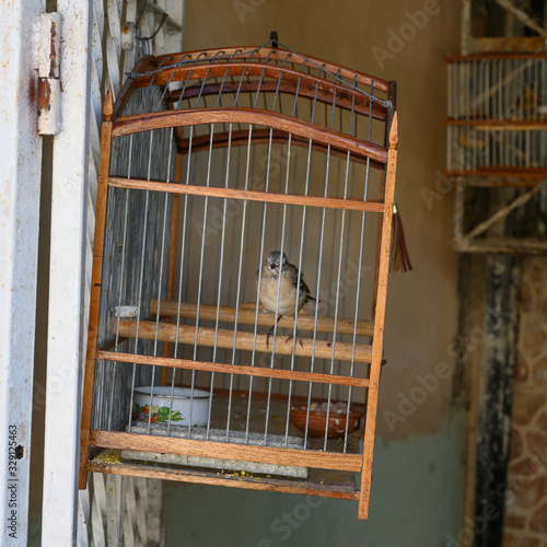 Close-up of bird in a cage, Jaimanitas, Playa, Havana, Cuba photo
