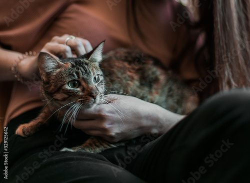 Black and reddish brown cat with green eyes that is in a woman s lap and is caressed
