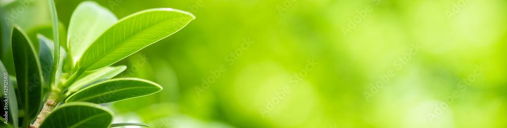 Beautiful nature view of green leaf on blurred greenery background in garden and sunlight with copy space using as background natural green plants landscape, ecology, fresh wallpaper concept. Beautiful nature view of green leaf on blurred greenery background in garden and sunlight with copy space using as background natural green plants landscape, ecology, fresh wallpaper concept.