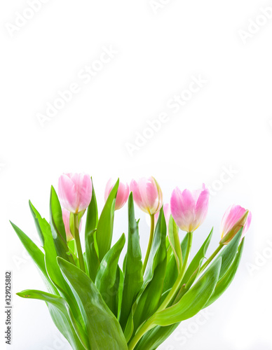 Rosarote Tulpen im Frühling isoliert auf weißem Hintergrund