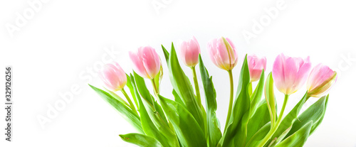 Rosarote Tulpen im Frühling isoliert auf weißem Hintergrund