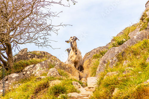 Detail of a goat on the top of Mount Txindoki in Guipuzcoa. Basque Country © unai