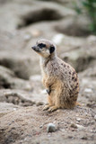 Portrait of meerkat sitting on the land