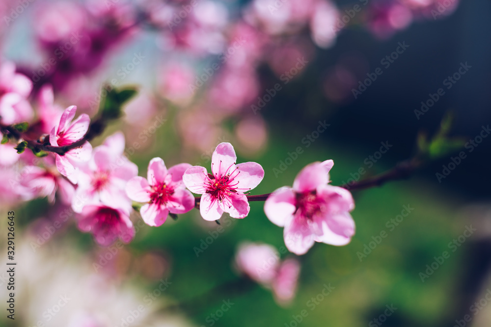 Spring border background with blossom, close-up. Abstract floral spring background. Blossoms over blurred nature background/ Spring flowers/Spring Background with bokeh Spring border background with blossom, close-up. Abstract floral spring background. Blossoms over blurred nature background/ Spring flowers/Spring Background with bokeh