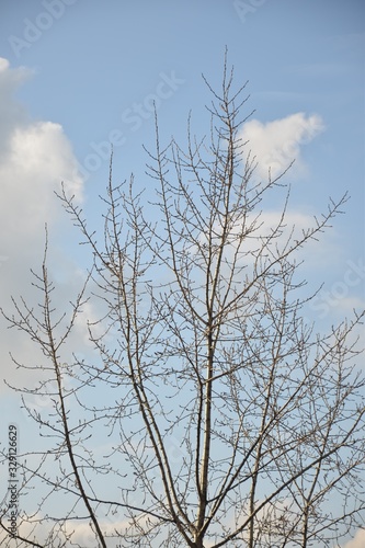 Tree branches with buds on a background of blue spring sky with clouds