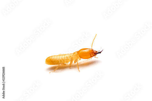 The Small termite on white background. Side view of the Termites isolate on white background.