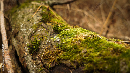 A fallen tree overgrown with moss in a park