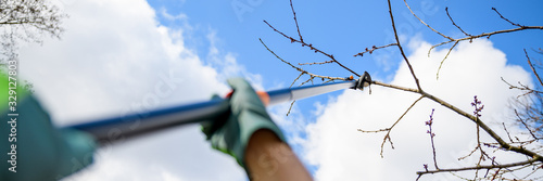 Obraz na plátne Unrecognizable man pruning fruit trees in his garden