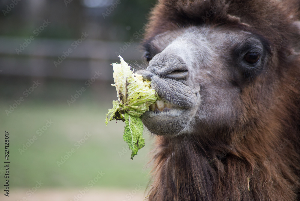 Portrait of Camel eating salad in outdoor