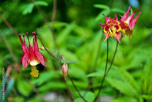 Tablou pe pânză Close up of an Aquilegia Canadensis or red columbine in full bloom in my garden