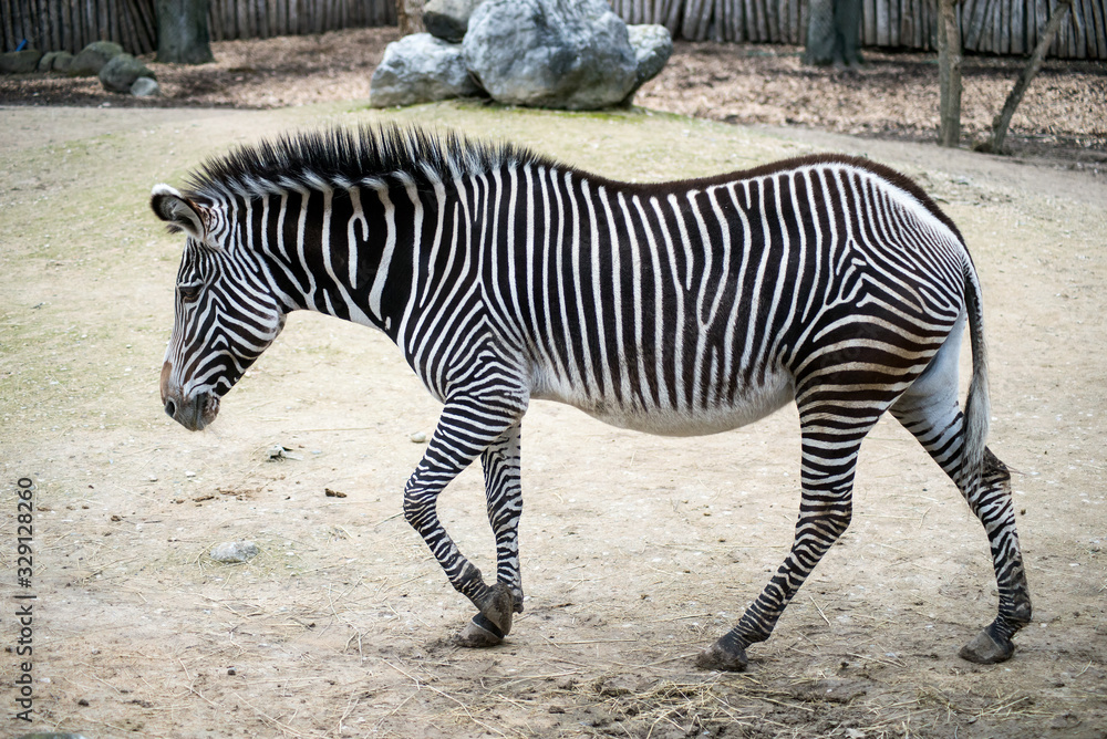 portrait of little zebra walking in the savannah portrait of little zebra walking in the savannah