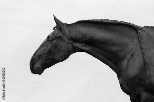 Black andalusian (P.R.E) horse standing with plated mane standing sideways in the field with gloomy sky. Animal black and white portrait. photo