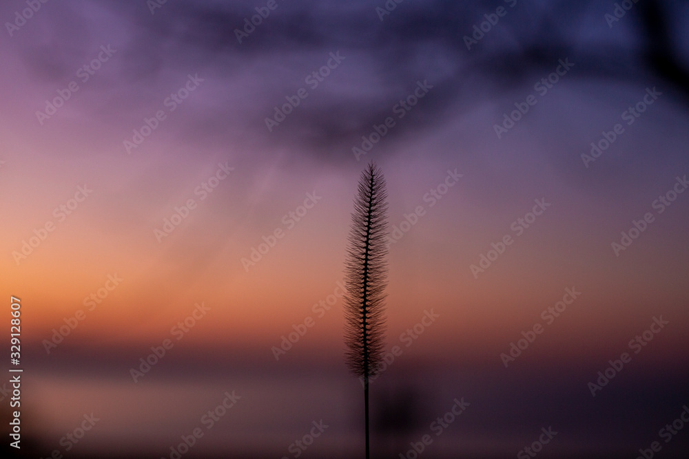 Close up of silhouette of wheat ears on a background of sunset sky and setting sun.Beautiful romatic scene. Close up of silhouette of wheat ears on a background of sunset sky and setting sun.Beautiful romatic scene.