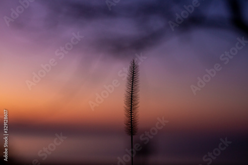 Close up of silhouette of wheat ears on a background of sunset sky and setting sun.Beautiful romatic scene.