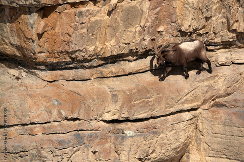 Ibex on the rocks of Spiti valley, Himachal Pradesh, India