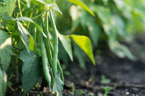 Fotografering Healthy green beans hanging on a bean plant in kitchen garden on a crop bed