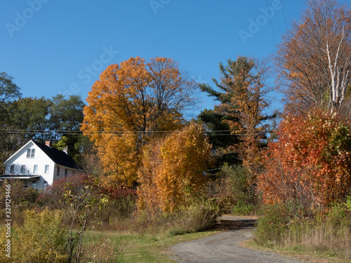 Fall Colors