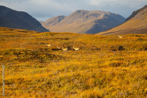 Deer in front of Buachaille Etive Mòr