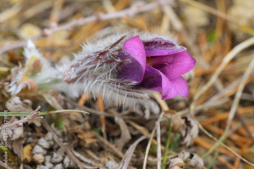 Obraz premium küchenschelle