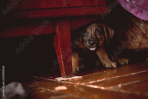 Bilde på lerret Little scared puppy hiding under bed or wardrobe