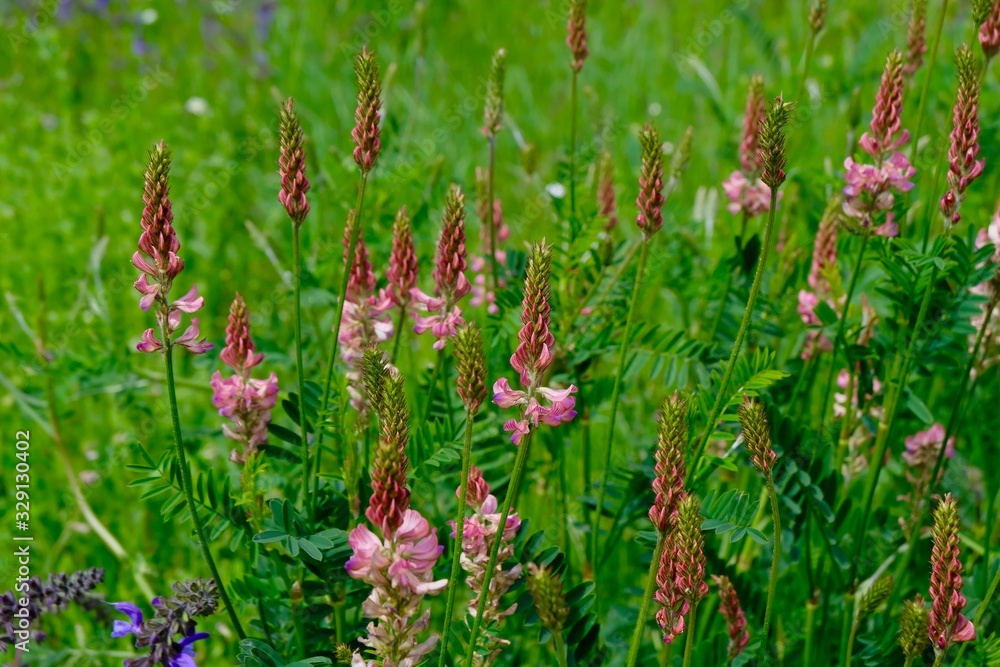 Onobrychis viciifolia - Saat-Esparsette Onobrychis viciifolia - Saat-Esparsette
