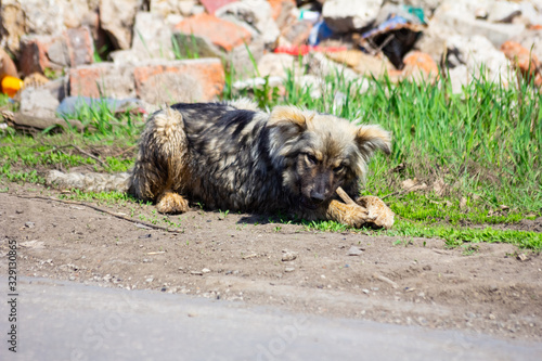 stray dog ​​on the outdoor photo