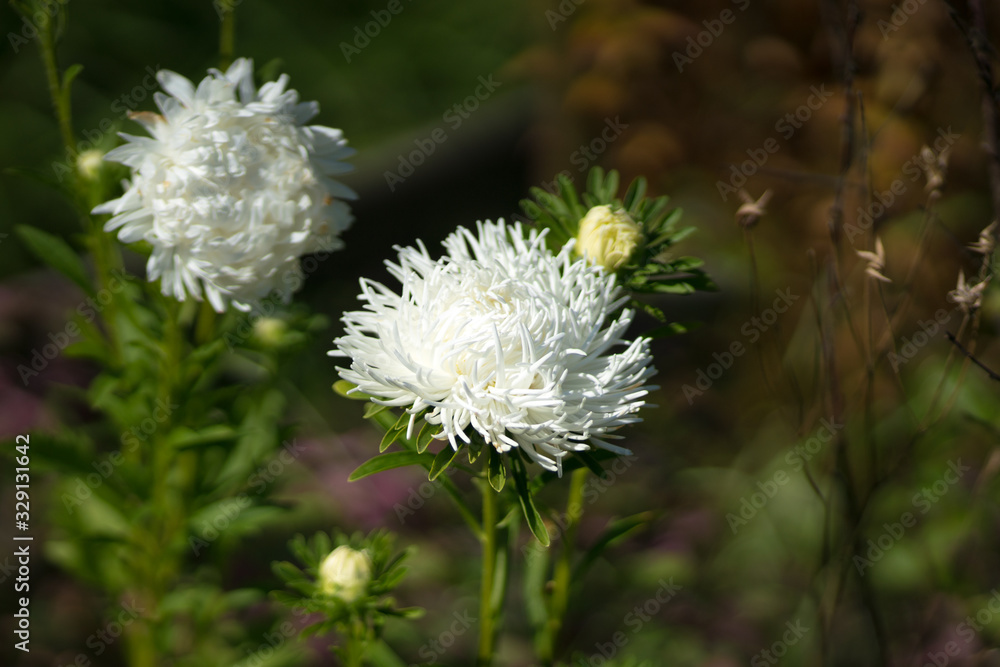 Beautiful in its variety of aster flowers. Beautiful in its variety of aster flowers.