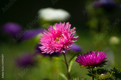 Beautiful in its variety of aster flowers.