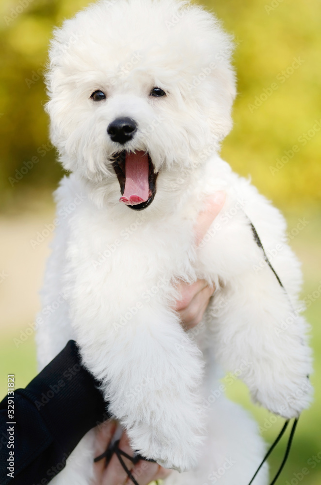Portrait of a yawning Bichon Frise puppy with a black leash raised and held by female hands against a blurred background