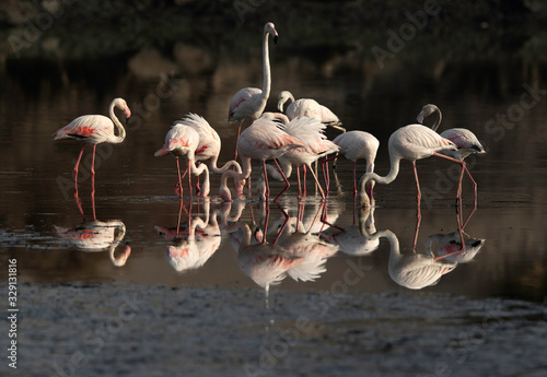 Greater Flamingos feeding at Tubli bay in the morning hours, Bahrain