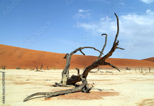Dead tree in Sossusvlei, Namibia