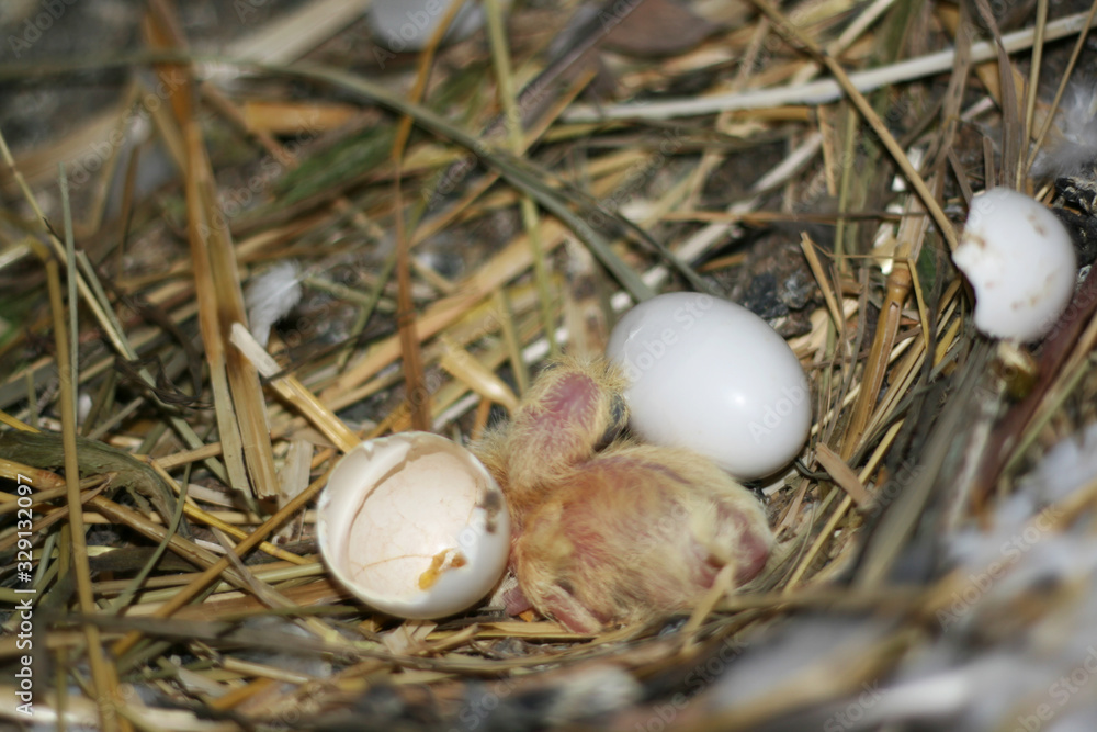 Obraz premium Breeding pigeons. Chick just hatched from egg