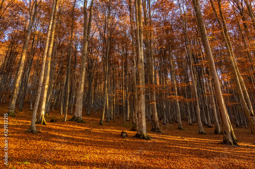 Beautiful landscape of a forest with tall trees and foliage autumn leaves, Sfanta Ana, ‎Harghita County, Romania