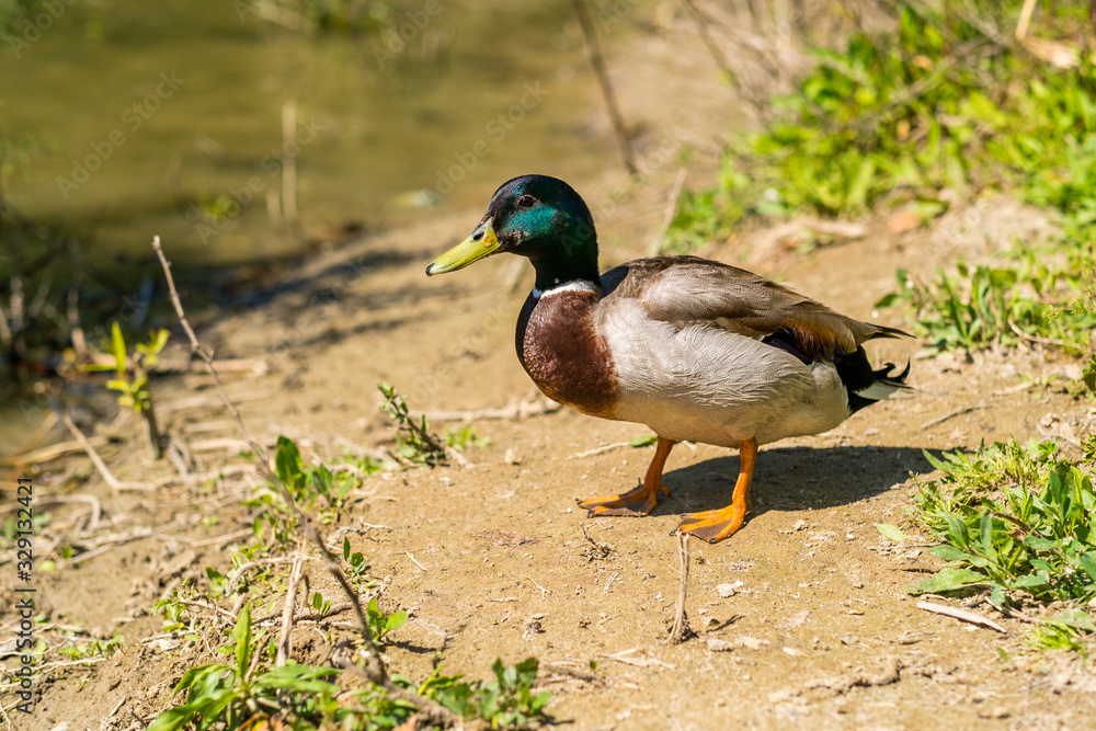 Fototapeta premium Mallard Duck (Anas platyrhynchos) Relaxing by the River at Noon