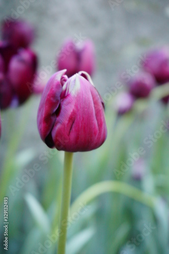 purple tulips in the garden