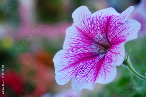 flower on the garden 