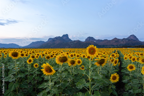 Canvas Print Sunflowers filed with hill background