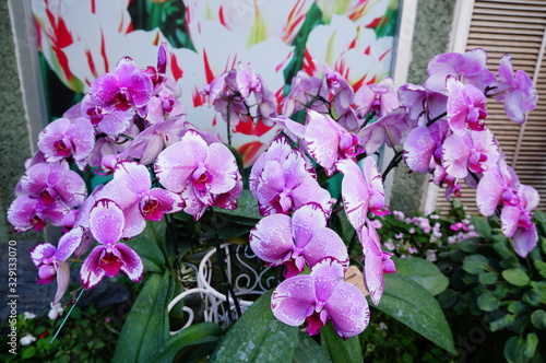 orchid flower