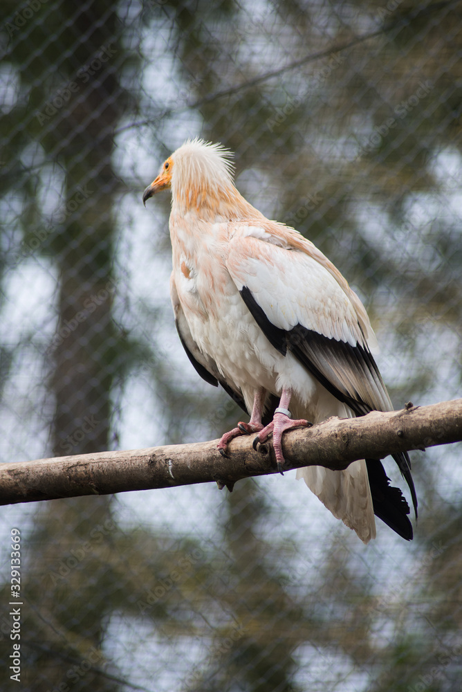 portrait of Neophron percnopterus ginginianus raptor standing on tree branch portrait of Neophron percnopterus ginginianus raptor standing on tree branch