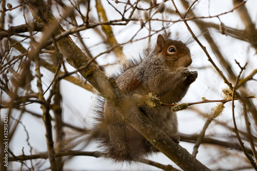 2030-03-08 A RED SQUIRREL IN A TREE FEEDING AT THE UNIVERSITY OF WASHINGTON BOTANICAL GARDENS photo