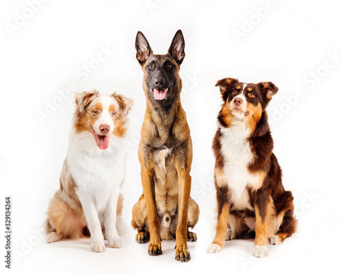 Wallpaper Mural Two Australian sheepdog and Malinois dog isolated on white Torontodigital.ca