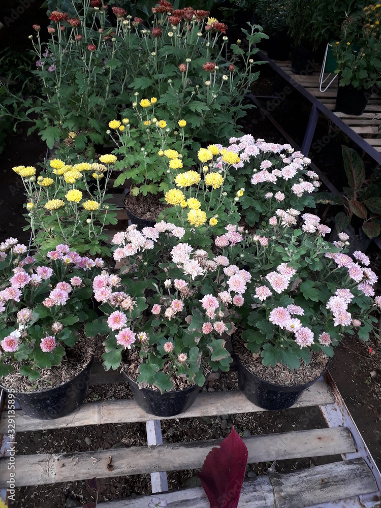 Fototapeta premium Various colorful flowers on a plant shelf in the afternoon. Great for florists, backgrounds and more.