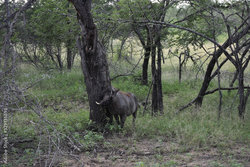 Fototapeta premium Wildboar scrubbing his back on a tree, ZA